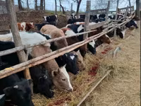 Vaca, Raza Holstein — foto 3