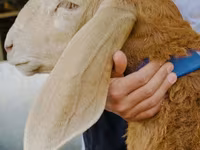 Widder, Dorper sheep — Foto 1
