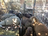 نعجة, Rhon sheep — الصورة 3