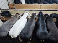 公羊, Rhon sheep — 照片 1