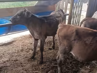 Vaca, Simmental cattle — foto 5