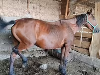 Yegua, Caballos — foto 4