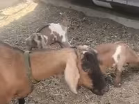 عنزة, Czech Brown Shorthaired goats — الصورة 3