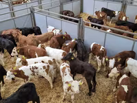 Toro, Raza Holstein — foto 4