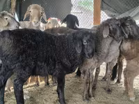 Carnero, Hissar sheep — foto 4