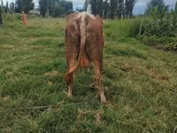 Cow, Cattle — photo 2