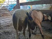 Widder, Lacaune sheep — Foto 2