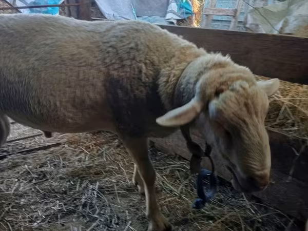 Widder, Lacaune sheep