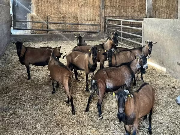 Ziege, Alpine goat