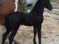 حصان, Friesian — الصورة 2