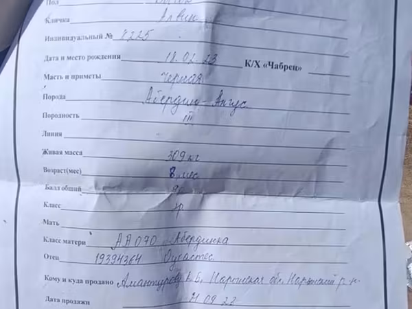Бык, Абердин –ангусская