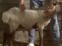 Ram, Sheep — photo 1