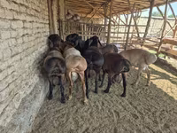 Carnero, Arashan sheep — foto 4
