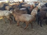 Widder, Edilbay sheep — Foto 2