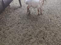 公羊, Sheep — 照片 2