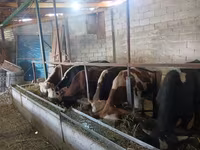 Toro, Ganado vacuno — foto 2