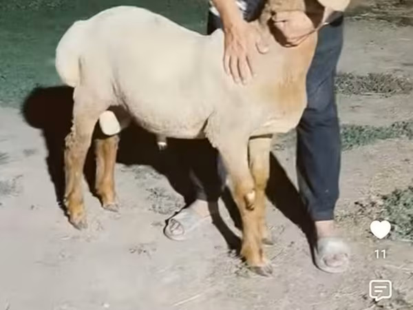 Widder, Arashan sheep