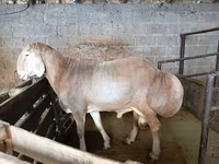 Ram, Rhon sheep — photo 3
