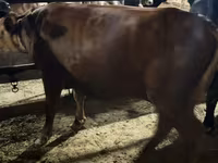 Kuh, Holstein-Rasse — Foto 7