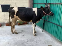 गाय, गोलस्टीन नस्ल — फ़ोटो 4