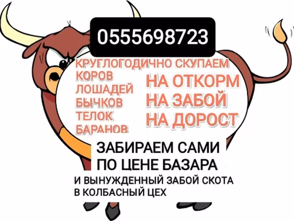 Бык, Коровы — Кыргызстан