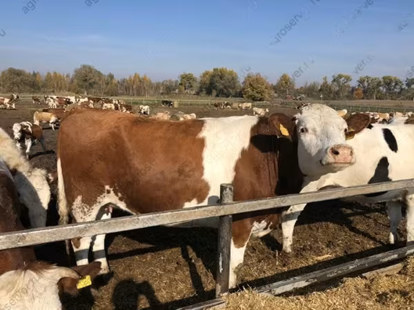 Vaca, Raza rojo-moteada