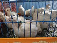 King Quail — foto 1