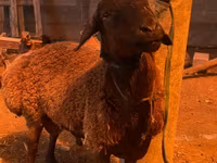 Ram, Hissar sheep — photo 4