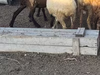 公羊, Sheep — 照片 2