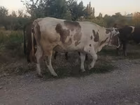 Vaca, Ganado vacuno — foto 3