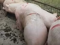 母猪, Pigs — 照片 6