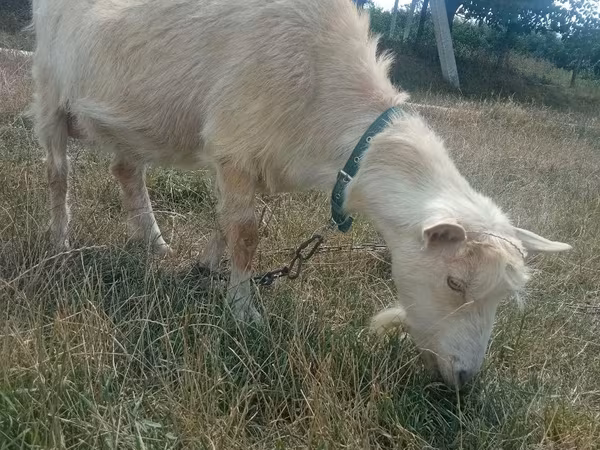 Cabra, Cabras