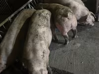 Porci de casa — foto 2