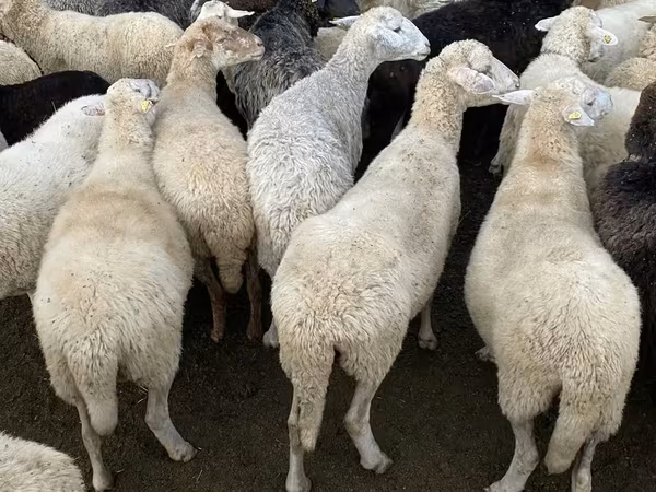 Овца, Бараны
