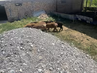 मेढ़ा, भेड़ — फ़ोटो 1