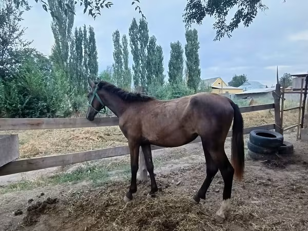 Кобыла, Французский рысак