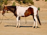 Horse (M), National Show Horse — photo 8