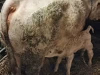 सांड, Charolais cattle — फ़ोटो 3