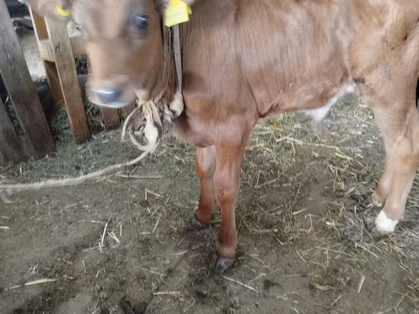 Vaca, Ganado vacuno — Kirguistán