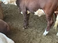 Bulle, Simmental cattle — Foto 3