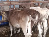 Vaca, Simmental cattle — foto 6