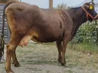 Vaca, Simmental cattle — foto 4