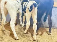 Bulle, Holstein-Rasse — Foto 8
