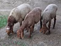 كبش, الأغنام — الصورة 6