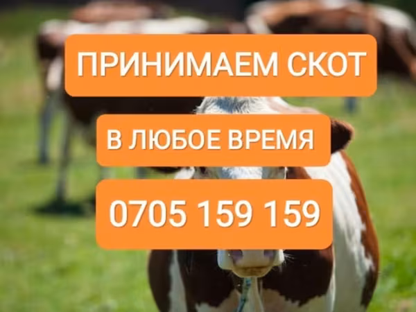 Бык, Коровы
