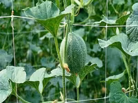 Сетка шпалерная для вьющихся растений.Plasă pentru plante cățărătoare. — Foto 3