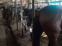Caballo, Caballos — foto 5