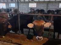 Kuh, Swiss cattle — Foto 5