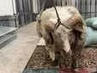 كبش, Hissar sheep — الصورة 7