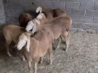 Carnero, Arashan sheep — foto 2